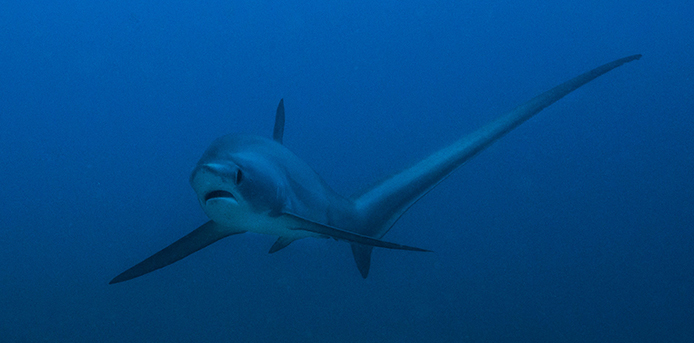 Devocean_divers_fun_diving_thresher_shark