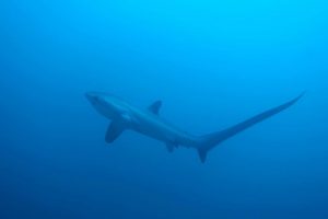 One of the many amazing Thresher Shark photos snapped by the group